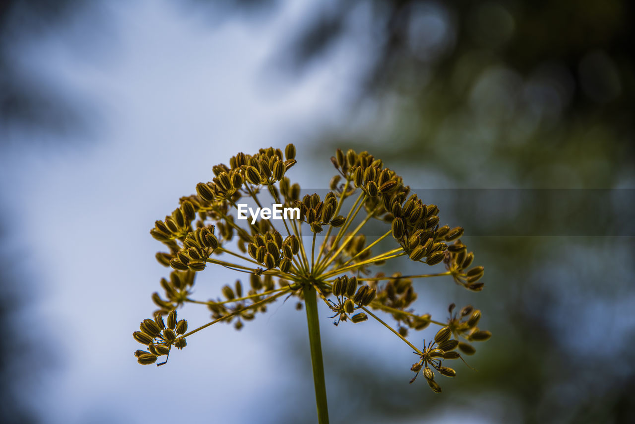 Close-up of yellow flowering plant against sky