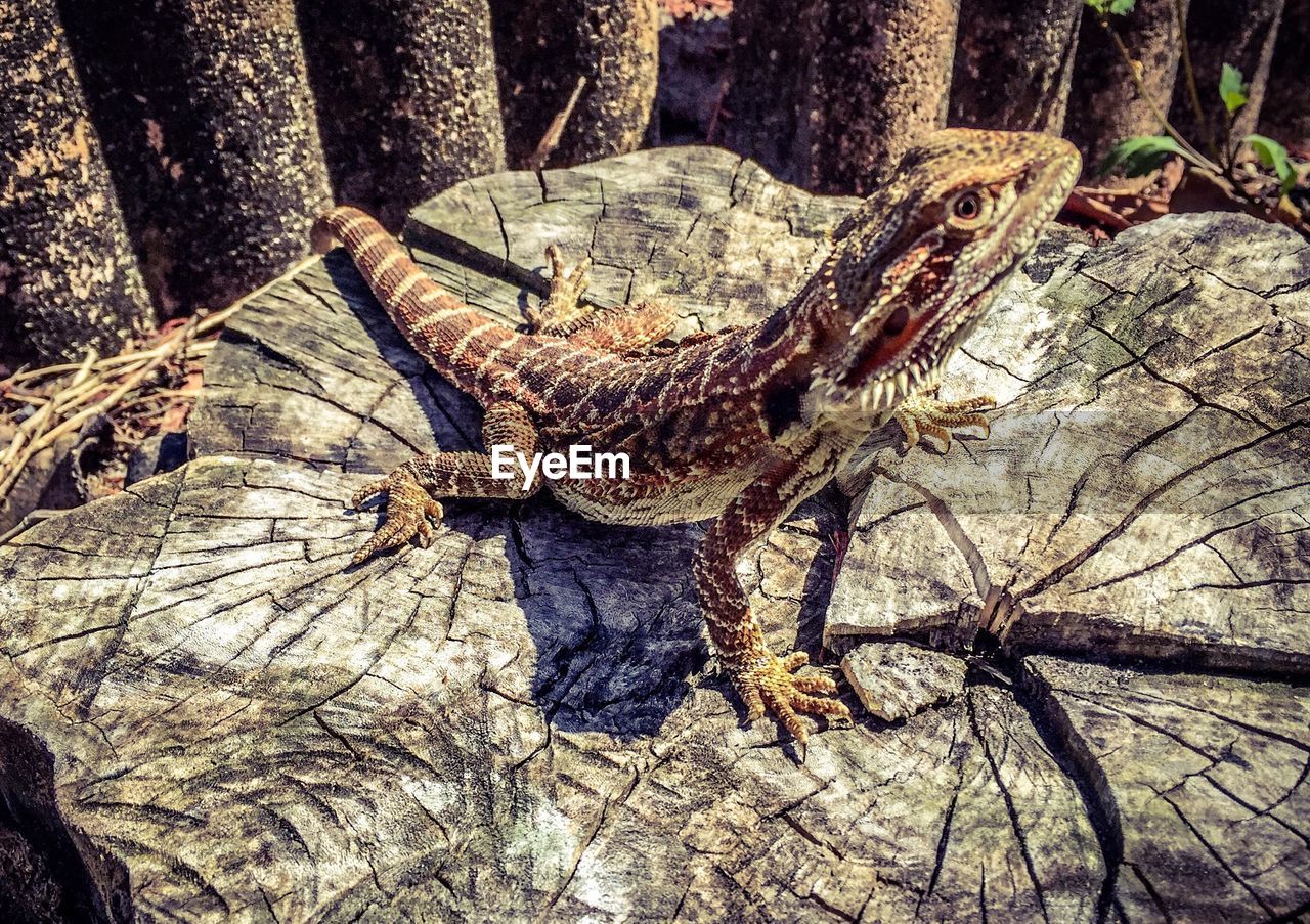 High angle view of lizard on tree stump during sunny day