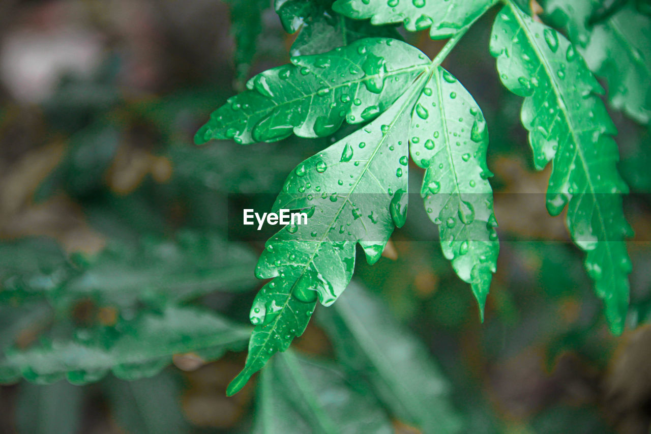 Close-up of wet plant leaves during rainy season