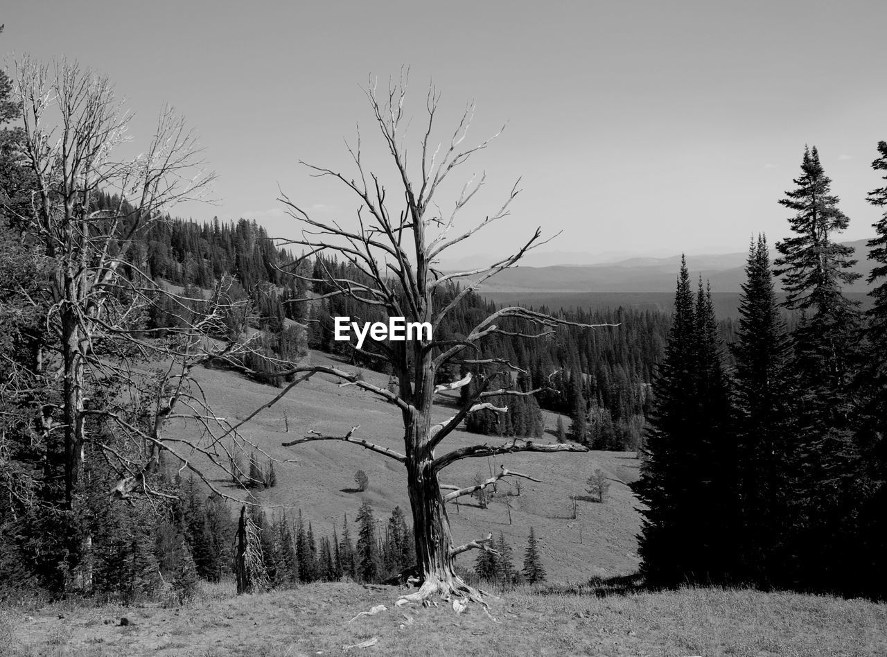 Trees on mountain against sky