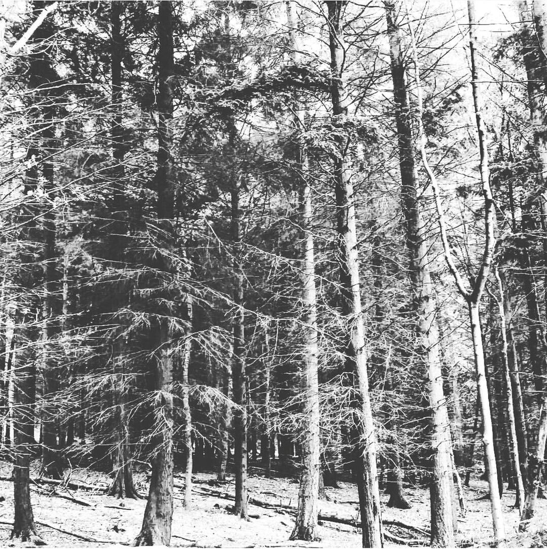 FULL FRAME SHOT OF TREES IN FOREST AGAINST SKY