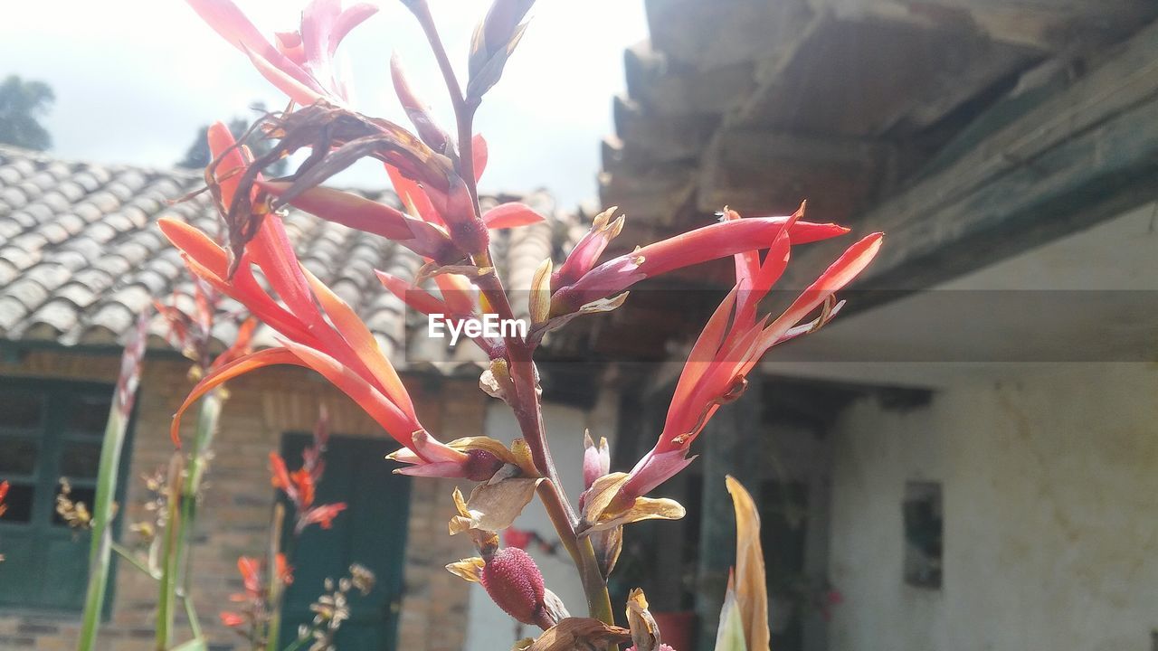 CLOSE-UP OF FLOWER