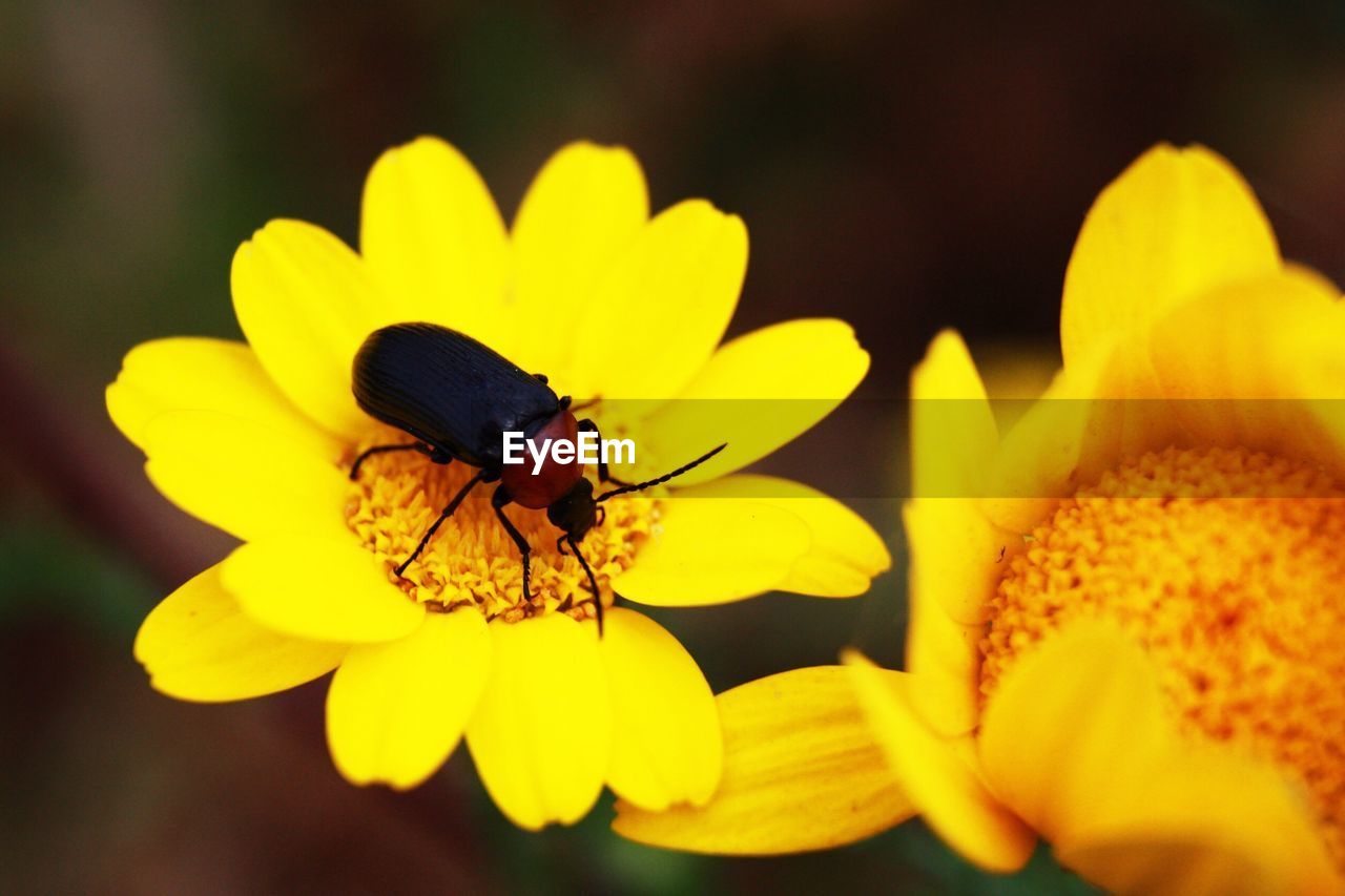 CLOSE-UP OF INSECT ON FLOWER