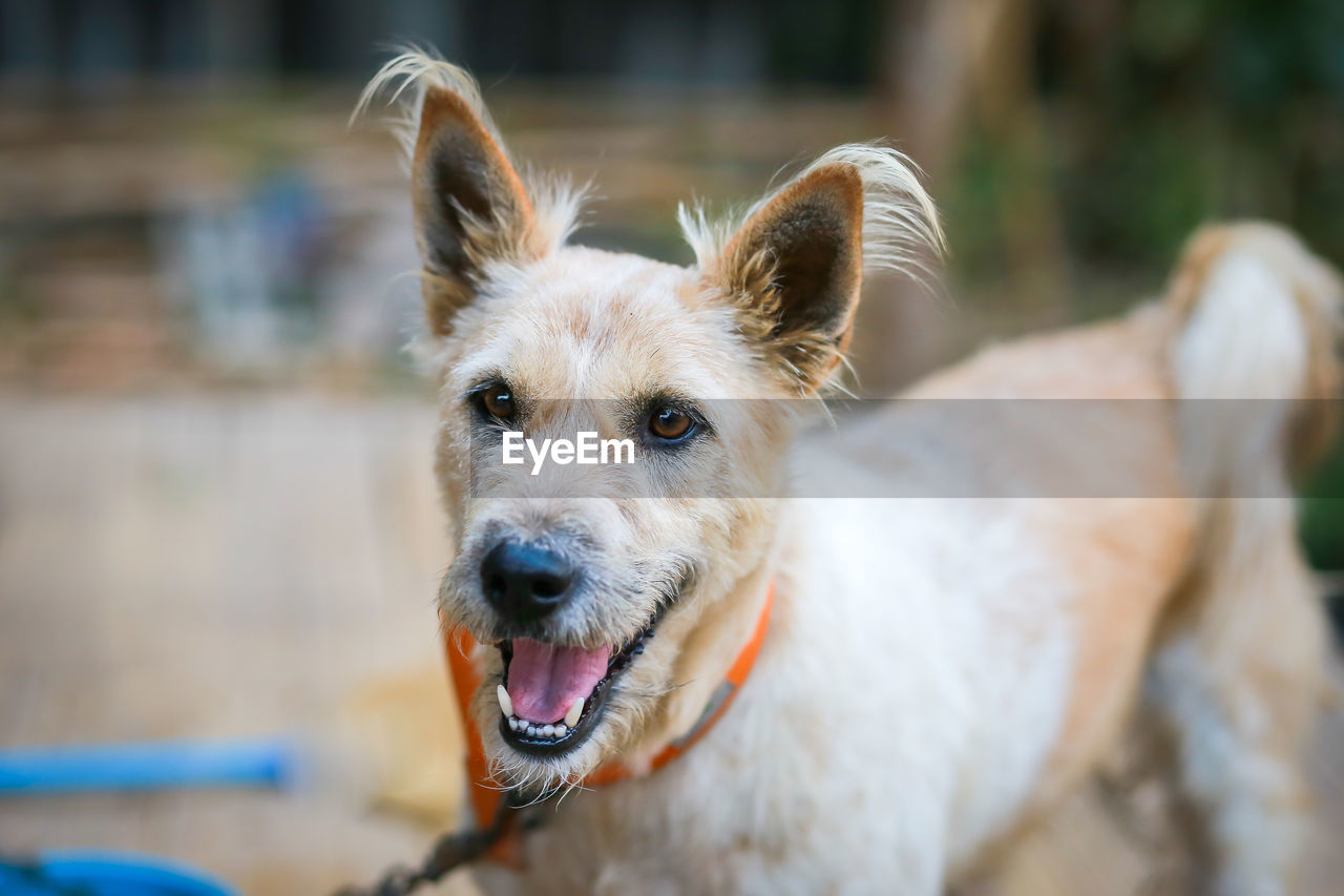 CLOSE-UP PORTRAIT OF DOG STICKING OUT TONGUE