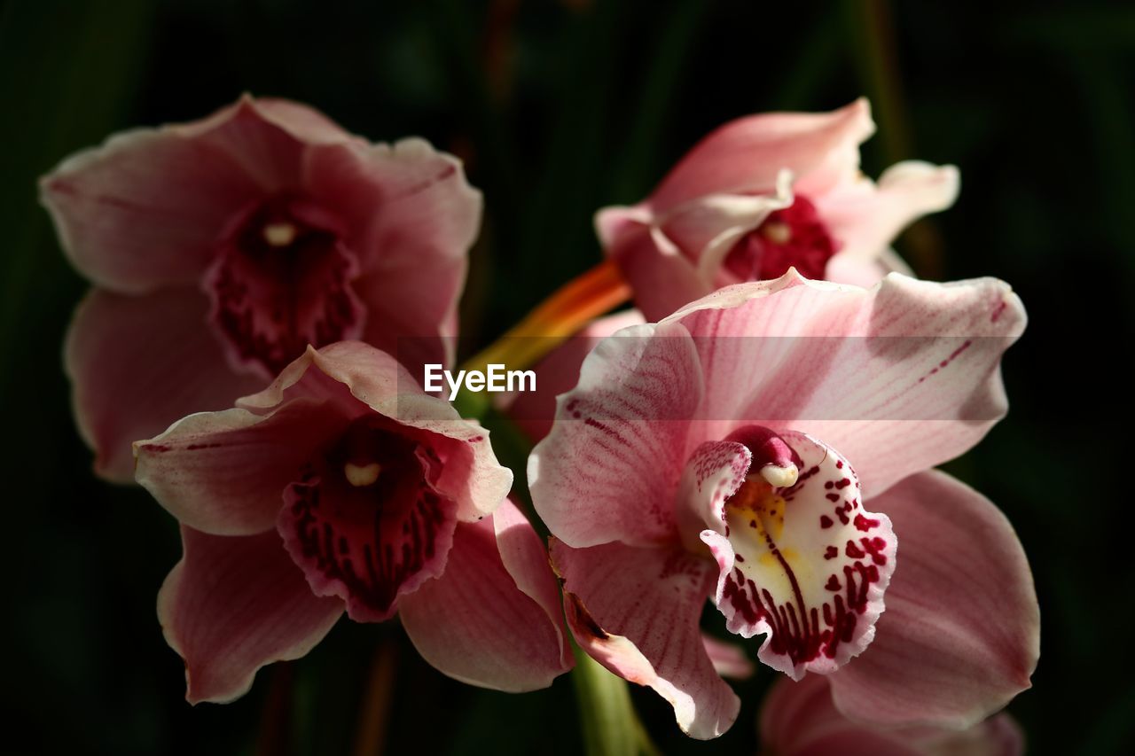 CLOSE-UP OF PINK FLOWER