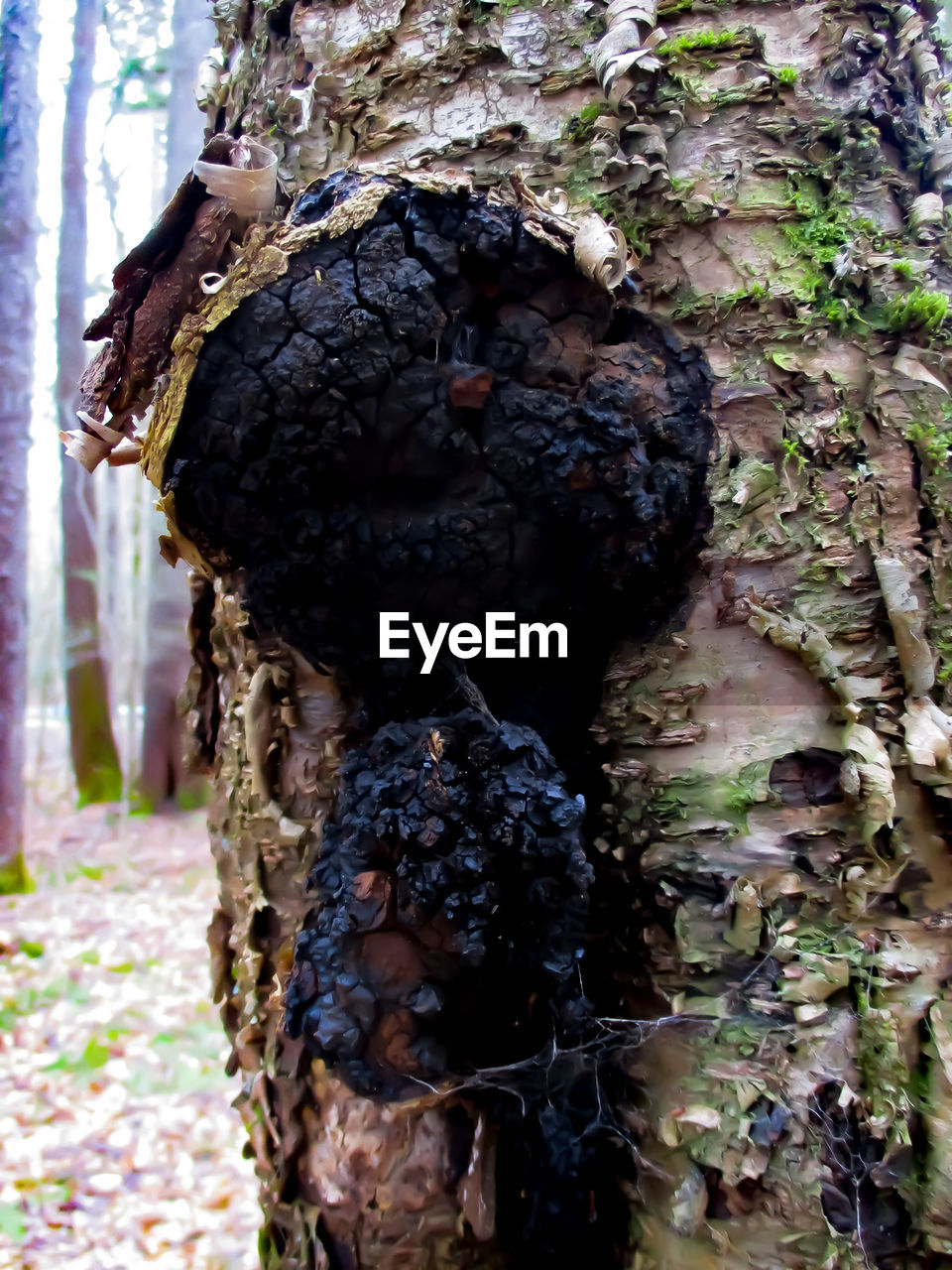 CLOSE-UP OF TREE TRUNK WITH MOSS