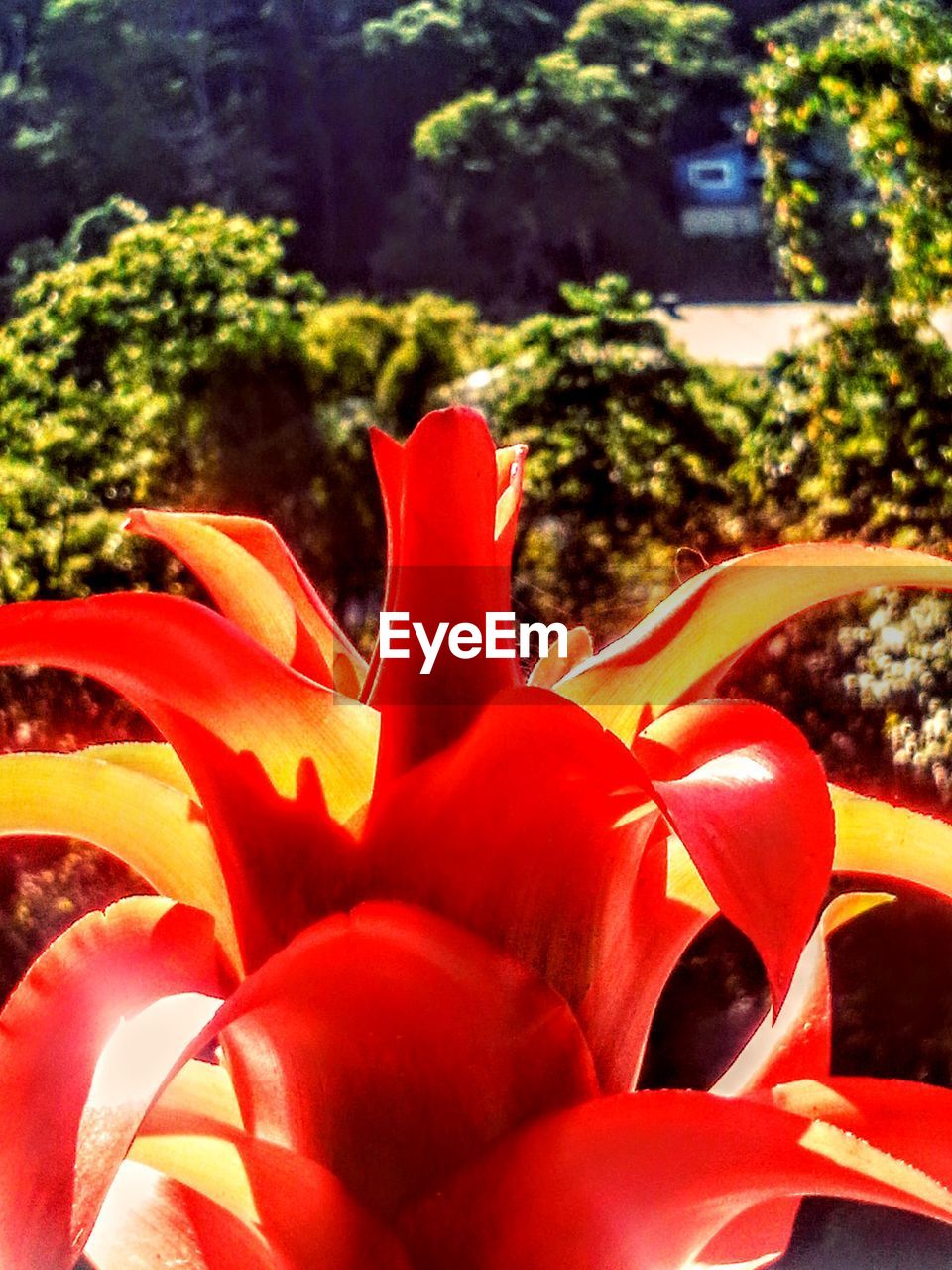 CLOSE-UP OF RED FLOWERS BLOOMING