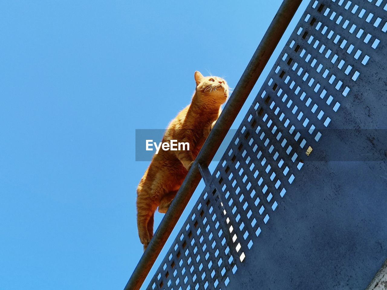 Low angle view of cat on metal against blue sky