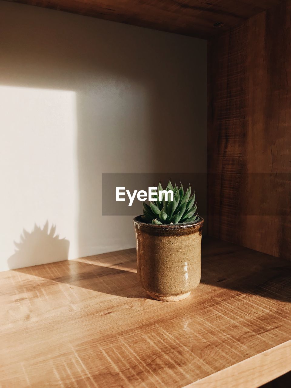 POTTED PLANT ON TABLE AGAINST WALL AT HOME