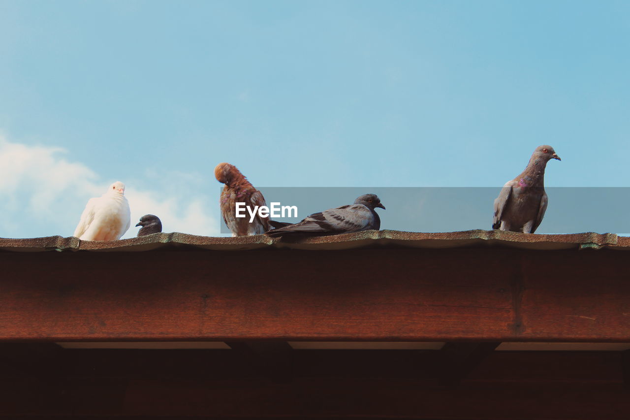 Low angle view of birds perching against blue sky