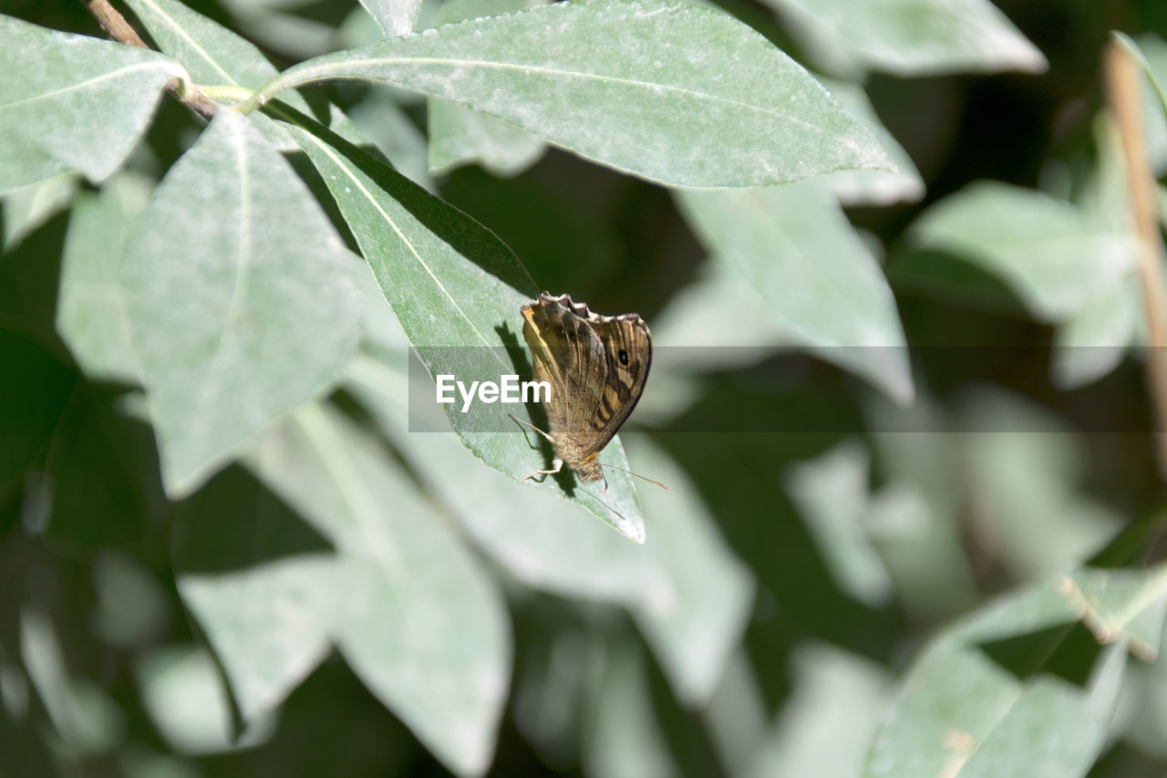 CLOSE-UP OF BUTTERFLY ON PLANT