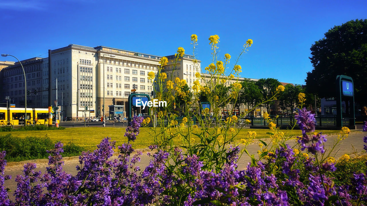 PURPLE FLOWERING PLANTS IN CITY