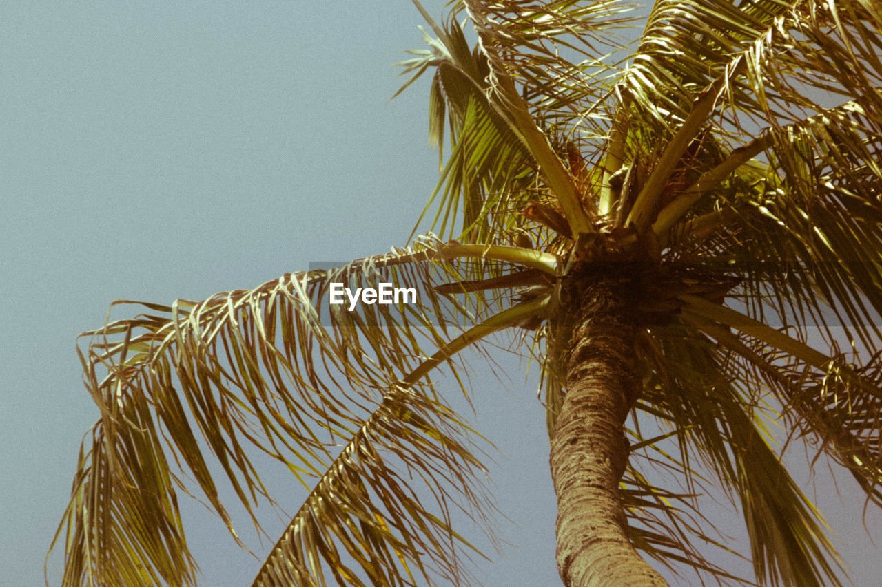 CLOSE-UP LOW ANGLE VIEW OF PALM TREE AGAINST CLEAR SKY