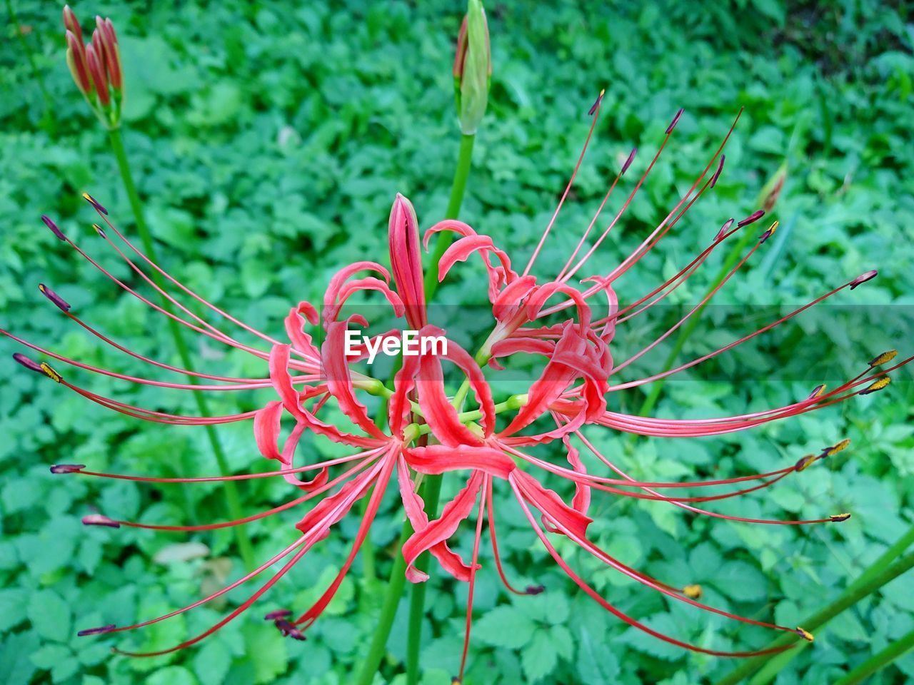 CLOSE-UP OF RED FLOWERS