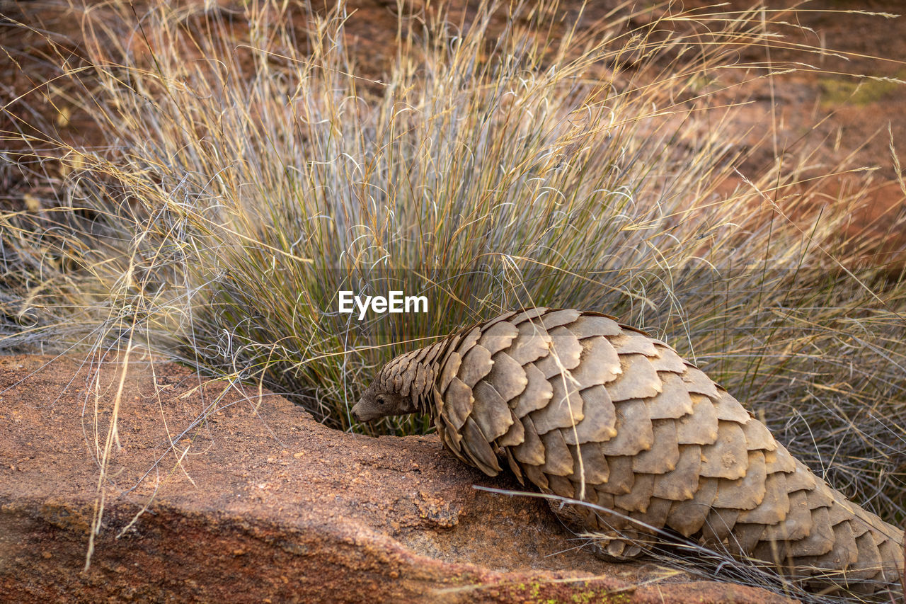 CLOSE-UP OF PINE CONES ON LAND