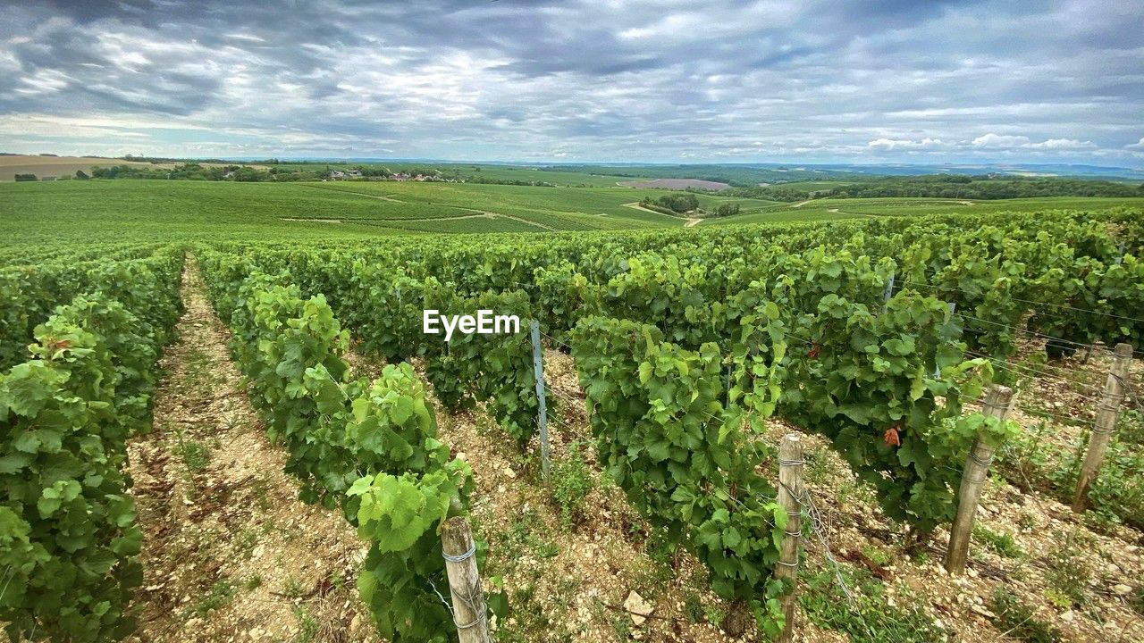 landscape, agriculture, field, land, environment, plant, rural scene, crop, sky, growth, cloud, nature, farm, food and drink, scenics - nature, food, vineyard, green, beauty in nature, in a row, plantation, no people, soil, outdoors, tranquility, freshness, healthy eating, vegetable, day, horizon over land, fruit, horizon, hill, tree, alcohol, rural area, social issues, vine, tranquil scene, flower, cultivated, environmental conservation, grape, drink, refreshment, wine