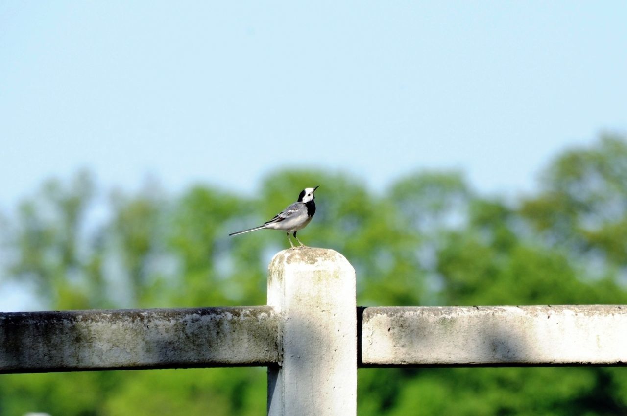 Bird perching fence post