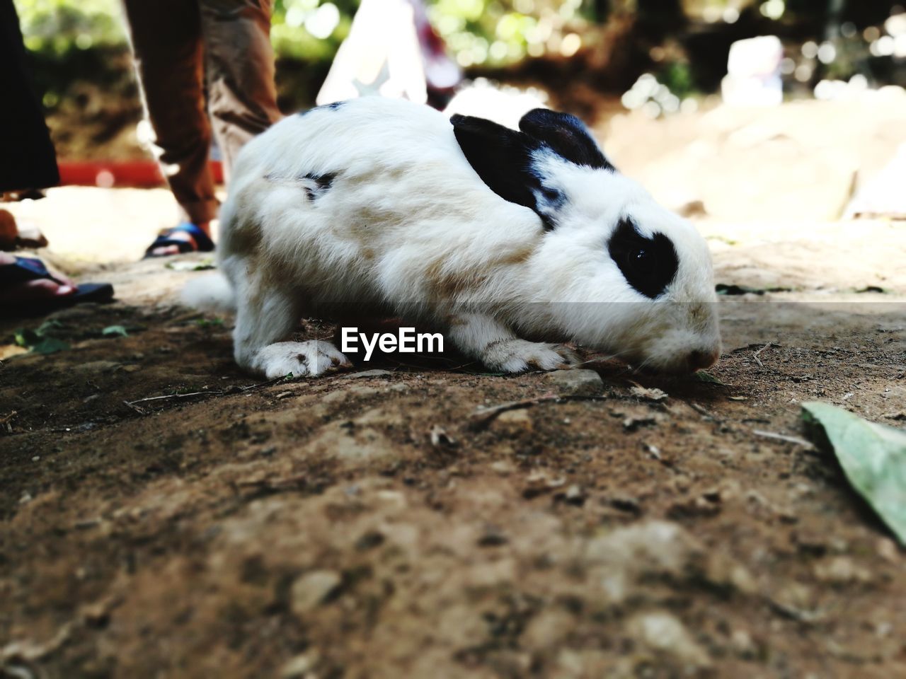 Close-up of rabbit on land