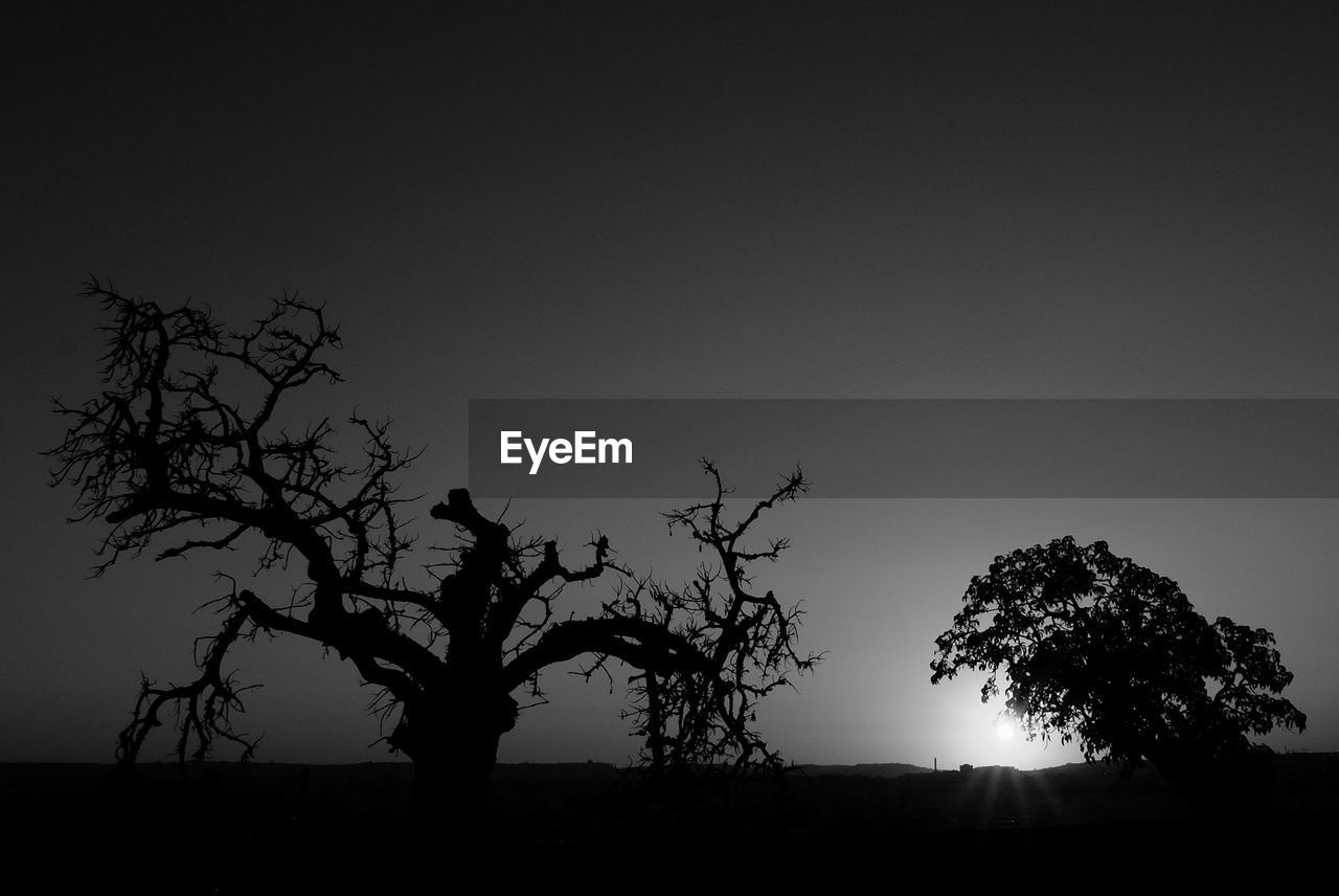 LOW ANGLE VIEW OF SILHOUETTE TREES ON FIELD AGAINST CLEAR SKY