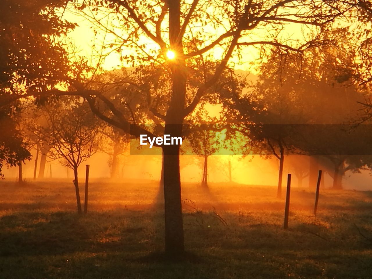 SILHOUETTE TREES ON FIELD DURING SUNSET