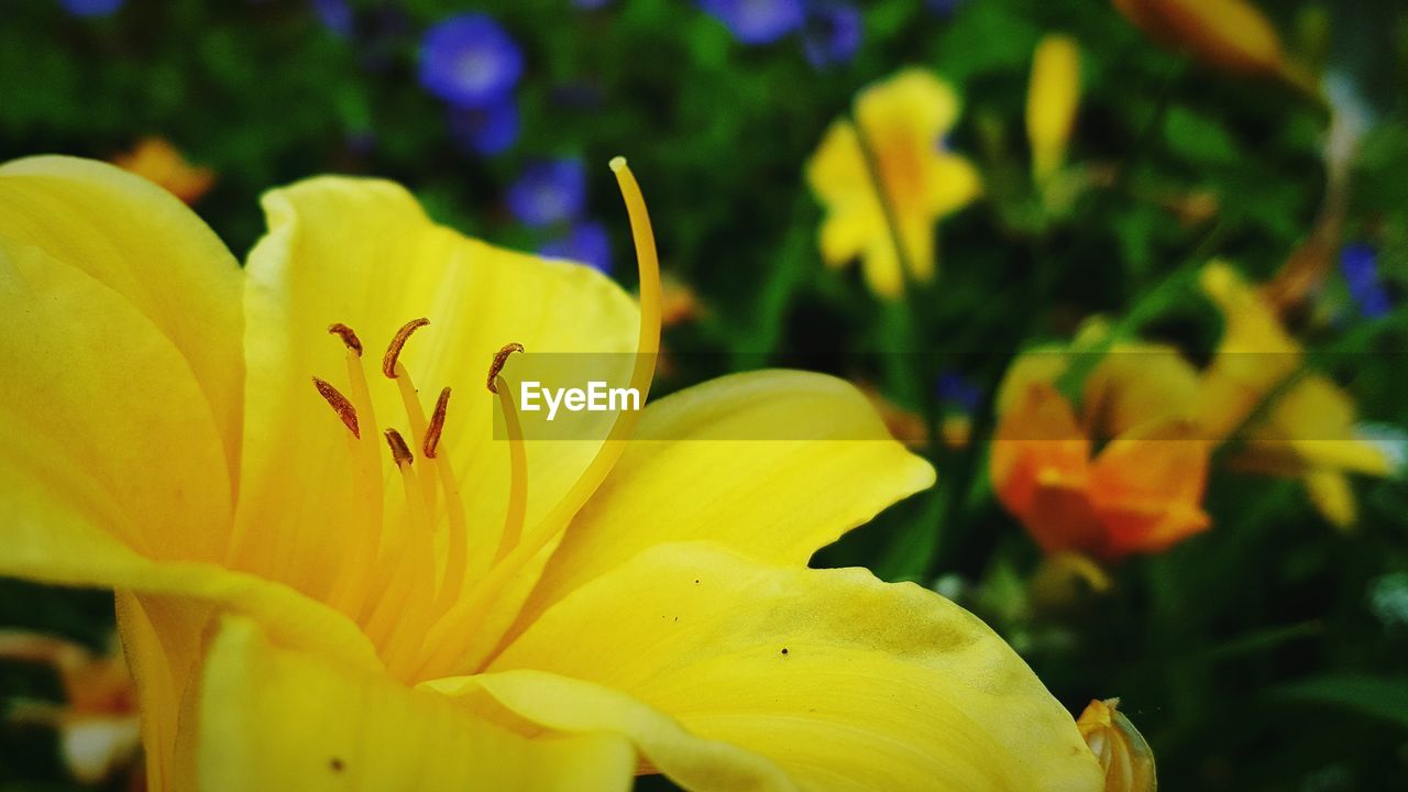 Close-up of yellow flower