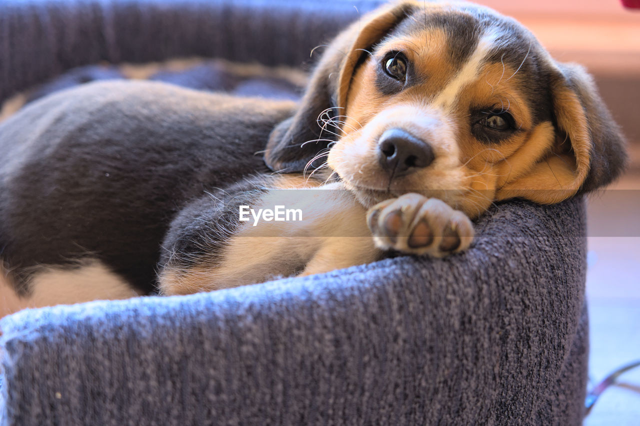pet, mammal, one animal, dog, canine, domestic animals, animal themes, animal, puppy, beagle, relaxation, hound, portrait, indoors, cute, sofa, nose, no people, young animal, lying down, furniture, looking at camera, resting, lap dog, domestic room, focus on foreground