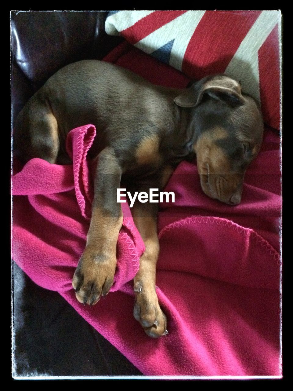 DOG SLEEPING ON SOFA