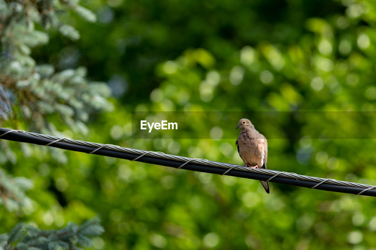 LOW ANGLE VIEW OF BIRD PERCHING ON WIRE