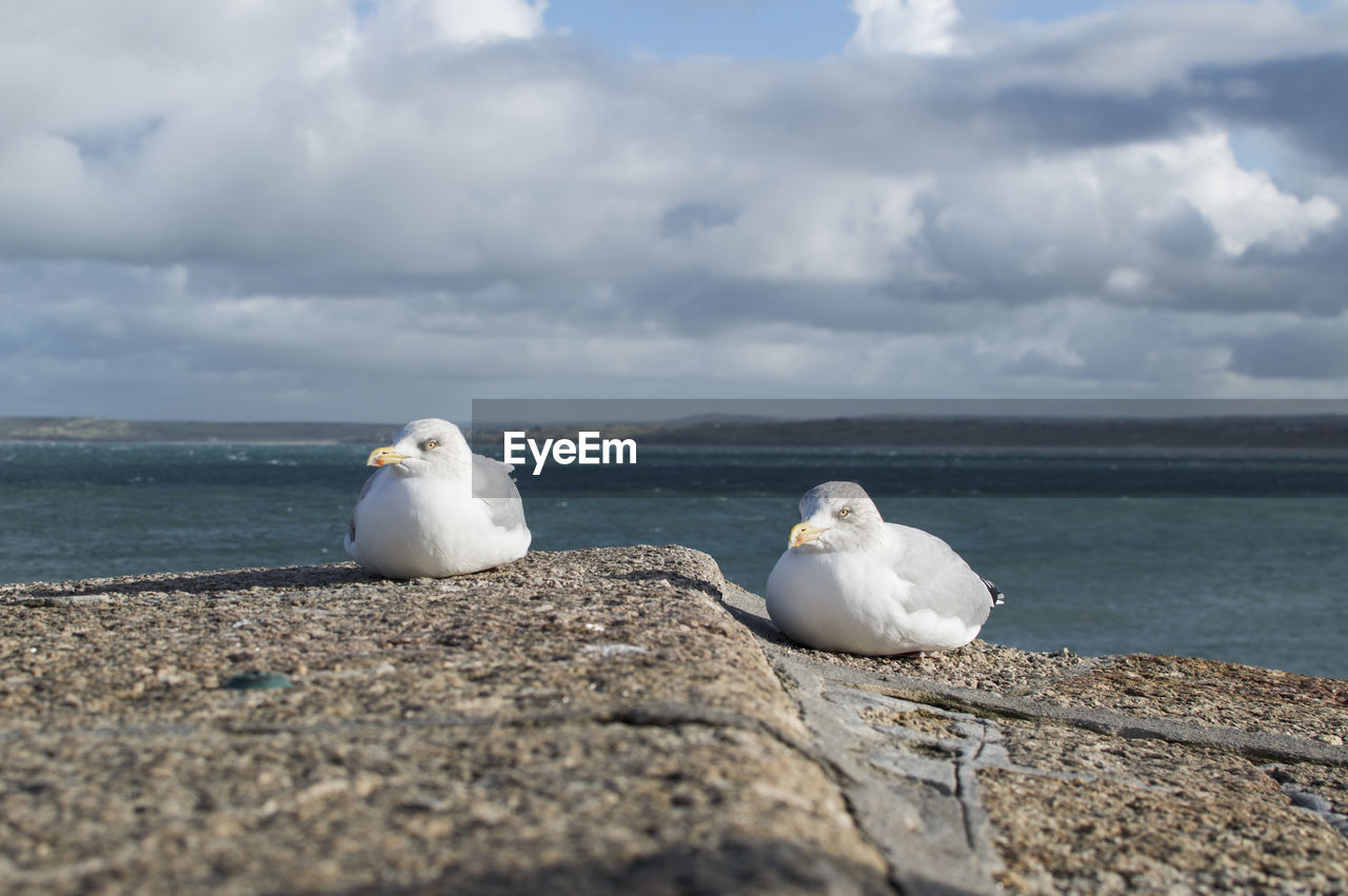 Seagull on rock by sea against sky