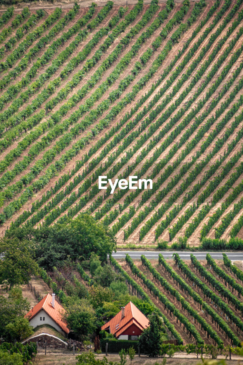 Scenic view of agricultural field by houses and trees