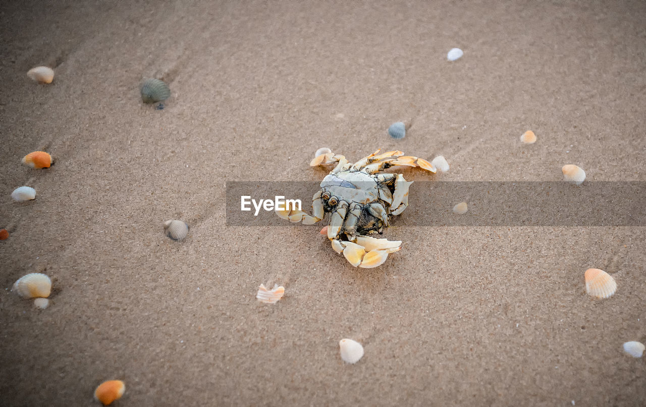 HIGH ANGLE VIEW OF SHELL ON BEACH