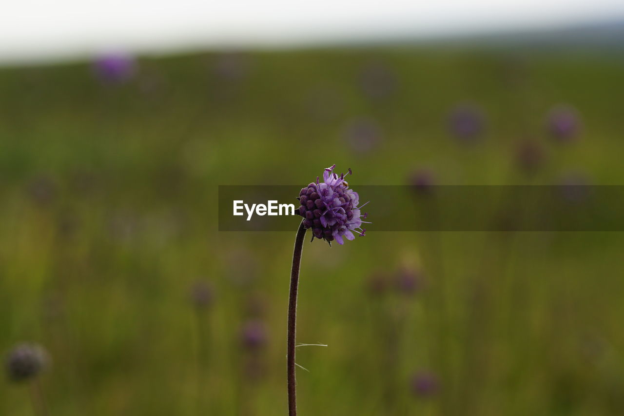 Close-up of purple flowering plant on field