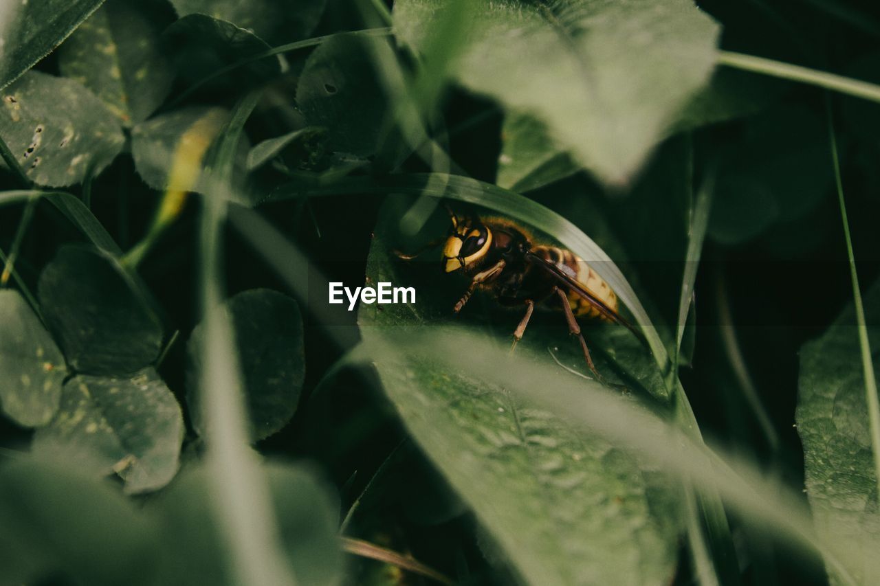 Close-up of insect on leaf