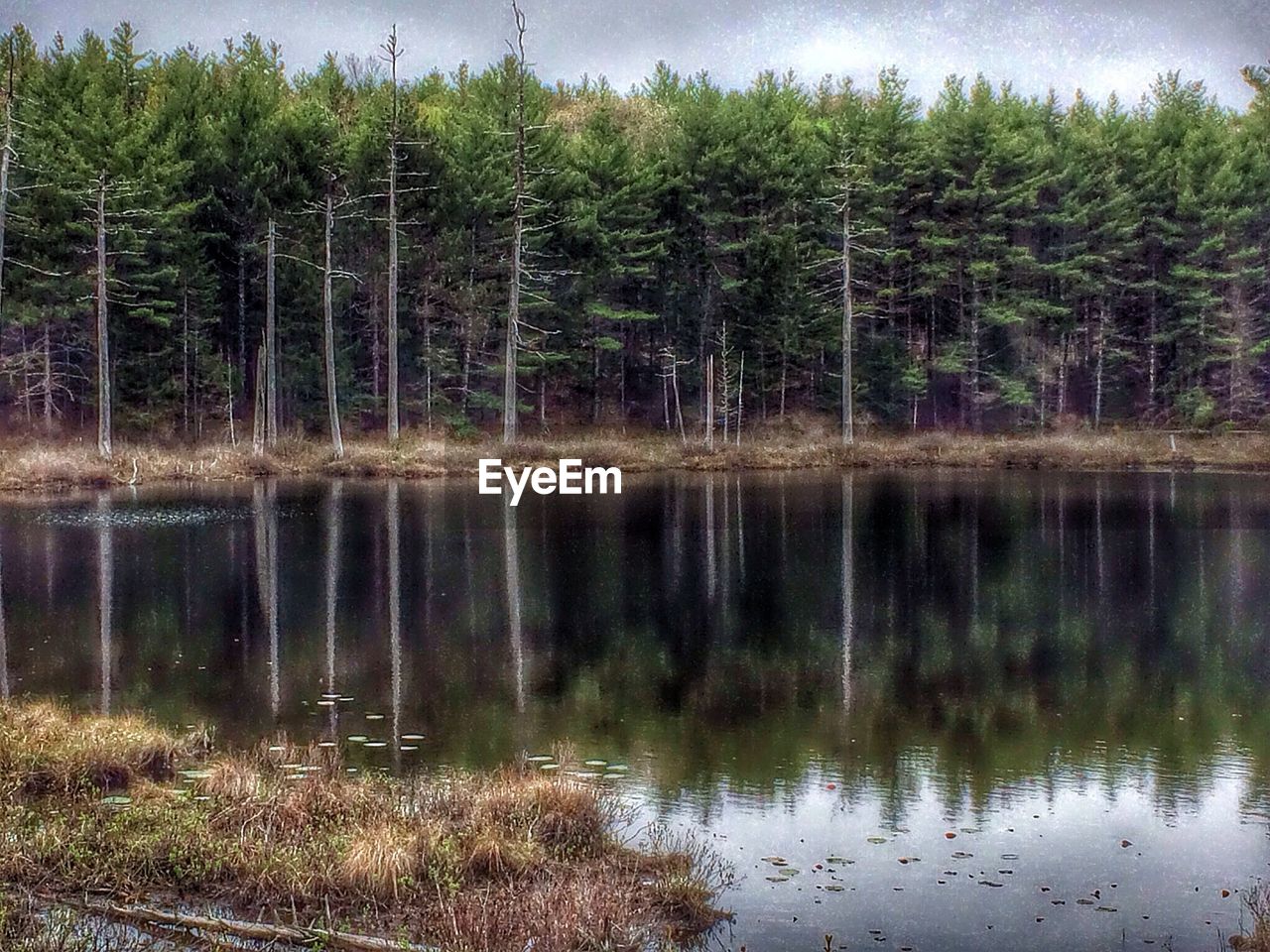 Reflection of forest trees in lake water