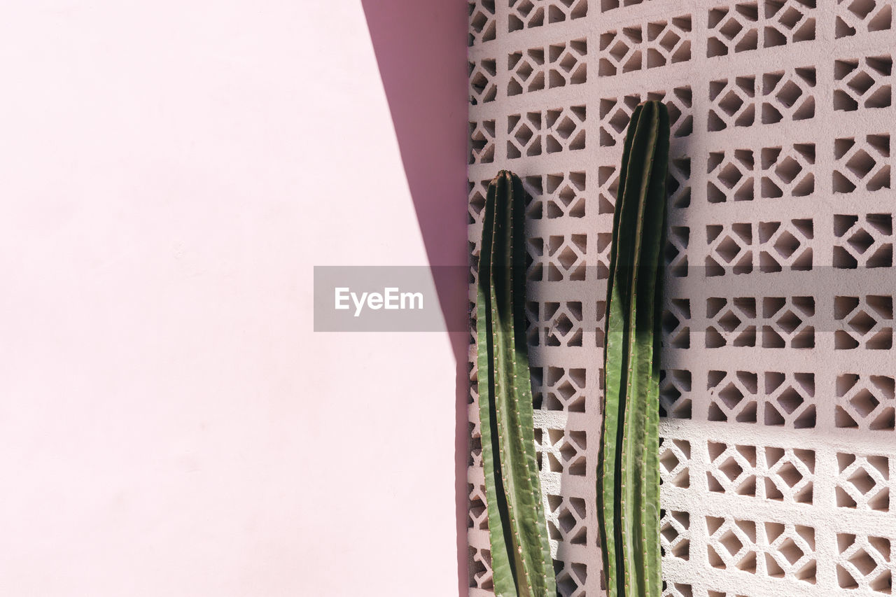 Close-up of cactus by wall