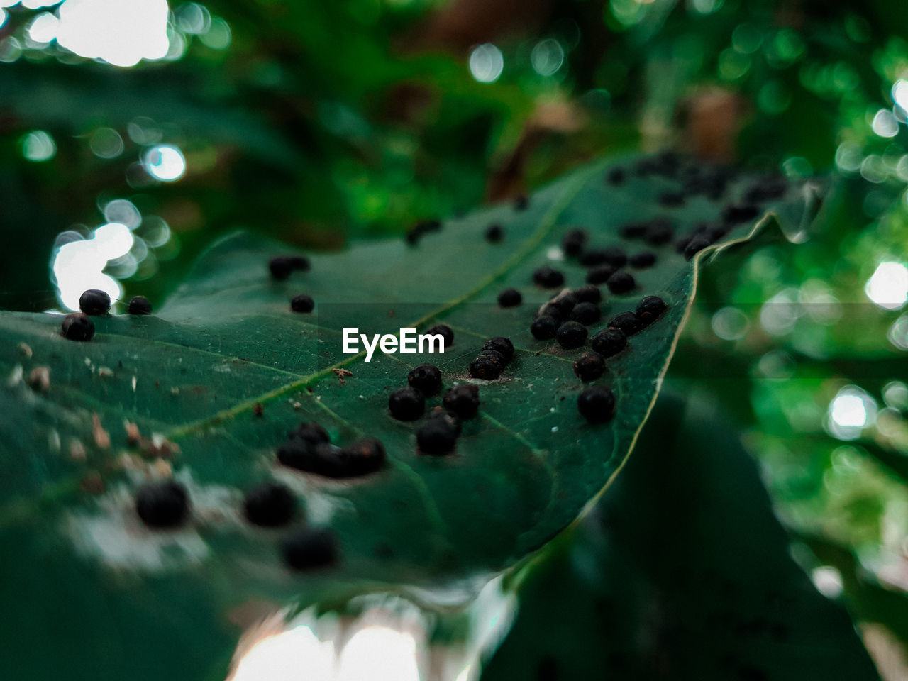 CLOSE-UP OF WET LEAF