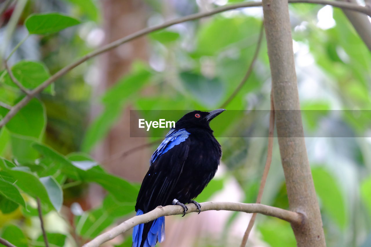 Low angle view of bird perching on branch