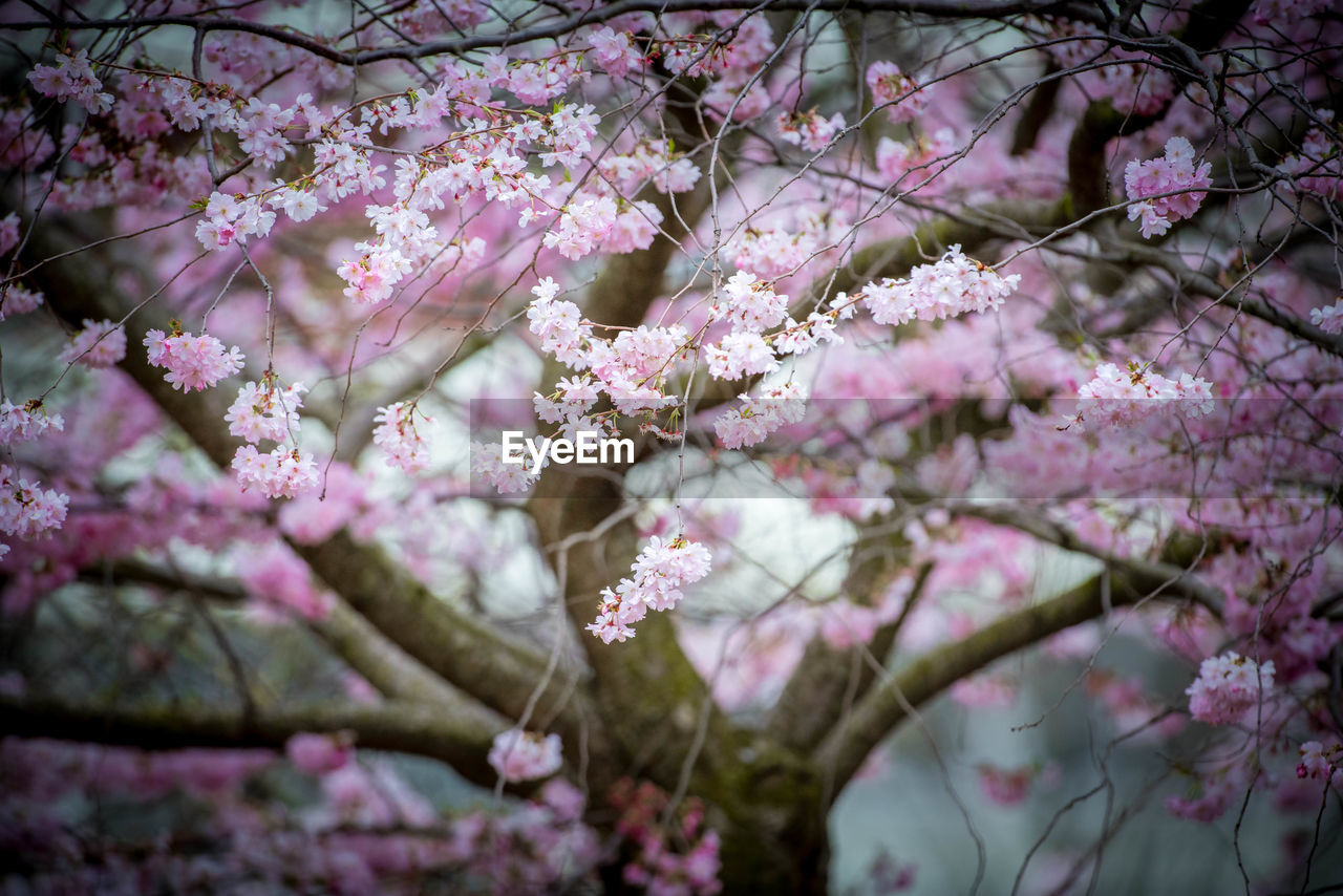 CHERRY BLOSSOMS IN SPRING