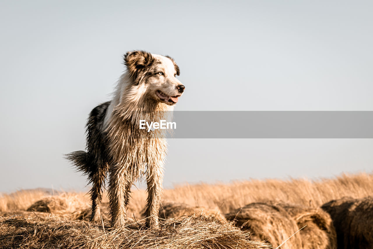 Dog running on hay bails against clear sky