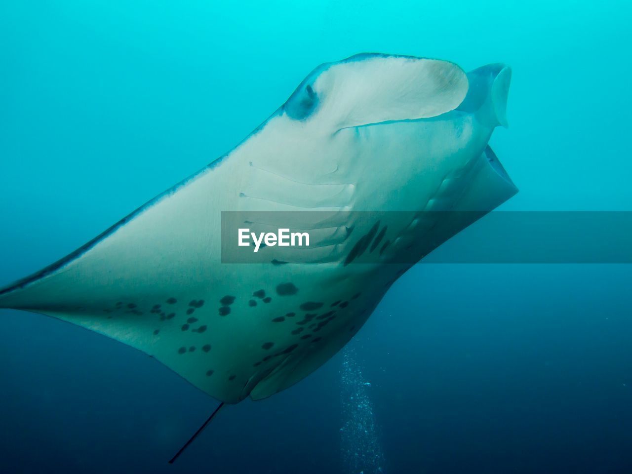 Large sting ray swimming through blue ocean