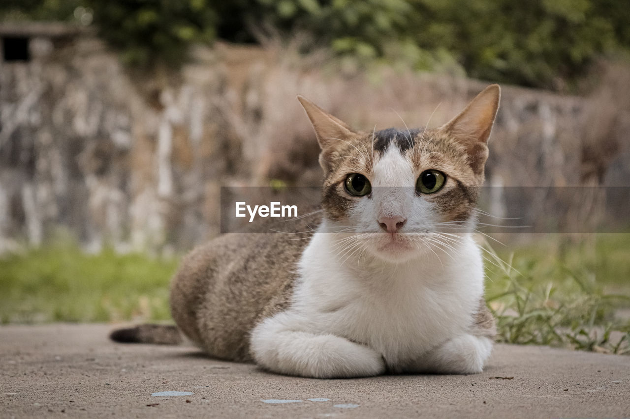 Cat in The Evening. Pets Animal Themes Domestic Domestic Animals One Animal Animal Cat Domestic Cat Mammal Feline Vertebrate Focus On Foreground Whisker No People Looking Away Looking Portrait Day Close-up Animal Eye