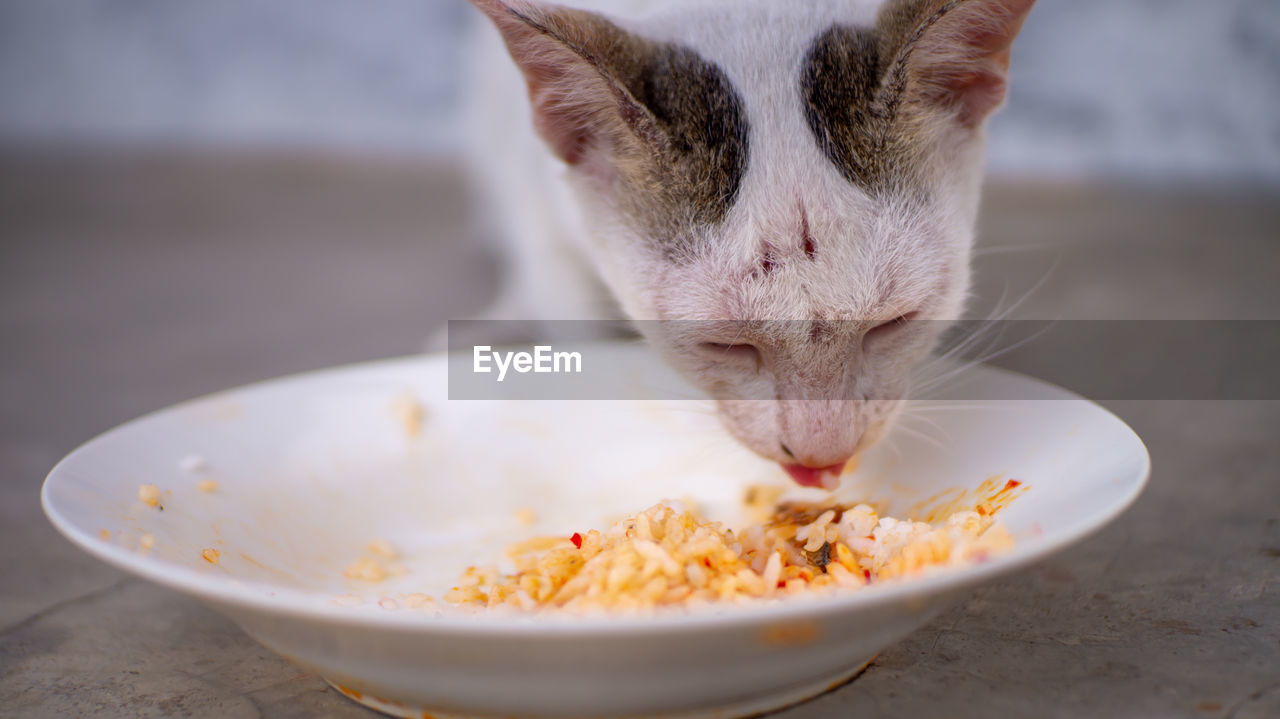 CLOSE-UP OF A CAT EATING BOWL