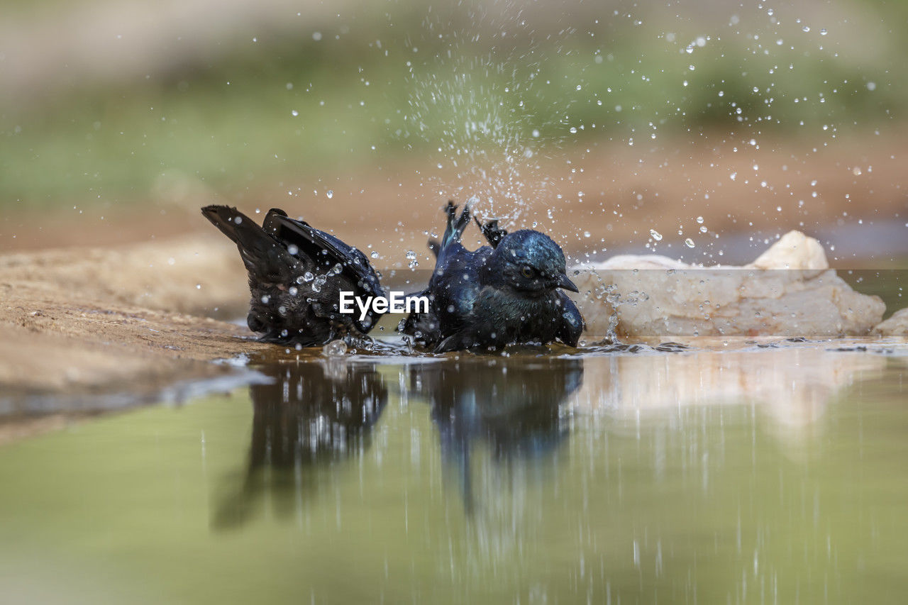 animal themes, water, animal, nature, animal wildlife, wildlife, bird, reflection, no people, mammal, lake, group of animals, outdoors, day, two animals, swimming, selective focus