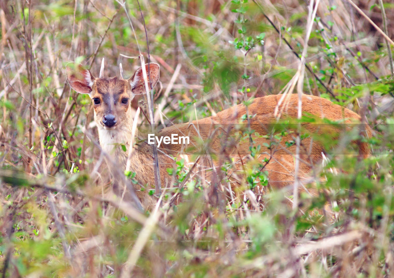 Marsh deer peeping out from behind the long grass - mato grosso park, brazil