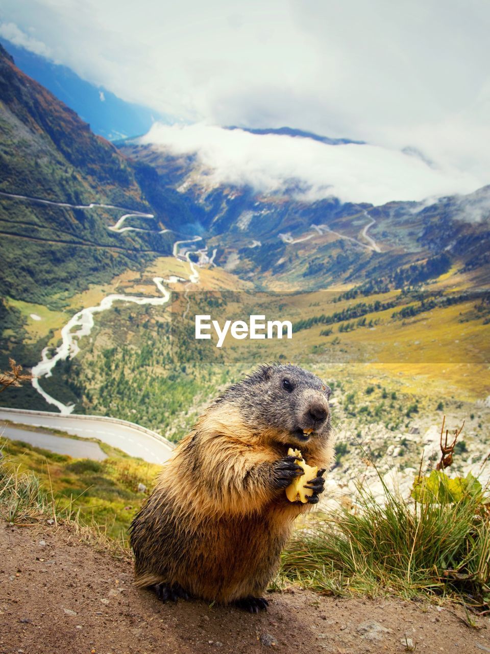 Close-up of marmot eating on field at swiss alps