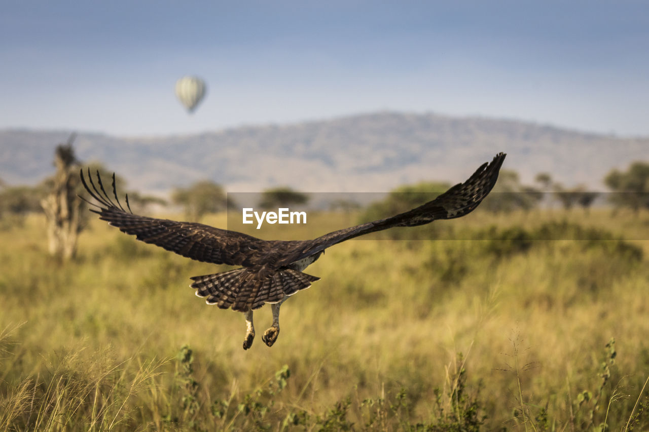BIRD FLYING OVER GRASS