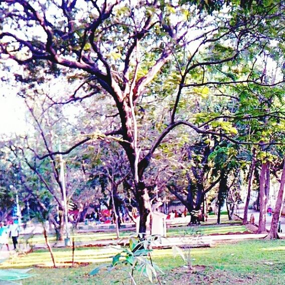 VIEW OF TREES IN PARK