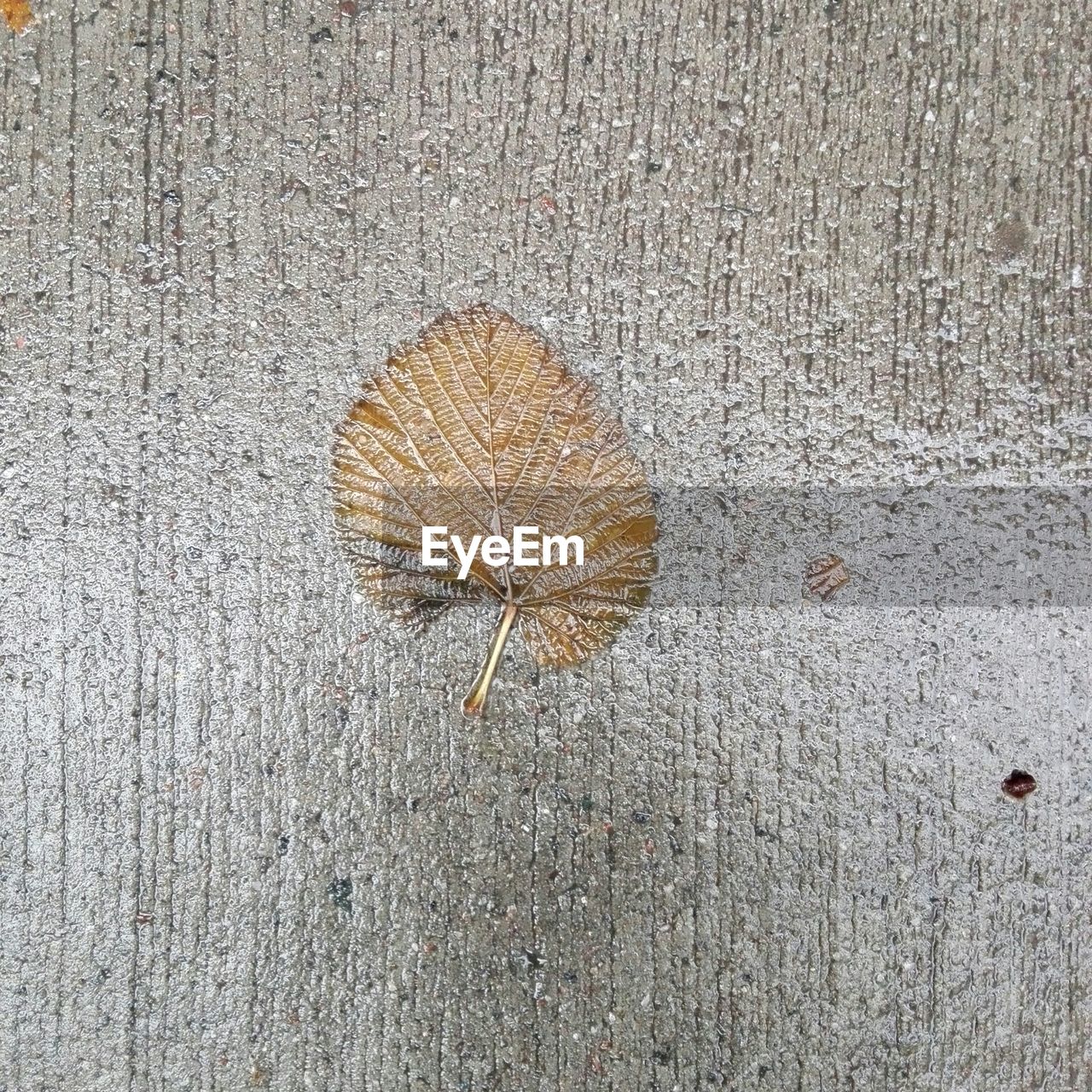 DIRECTLY ABOVE SHOT OF DRY LEAF ON WOOD