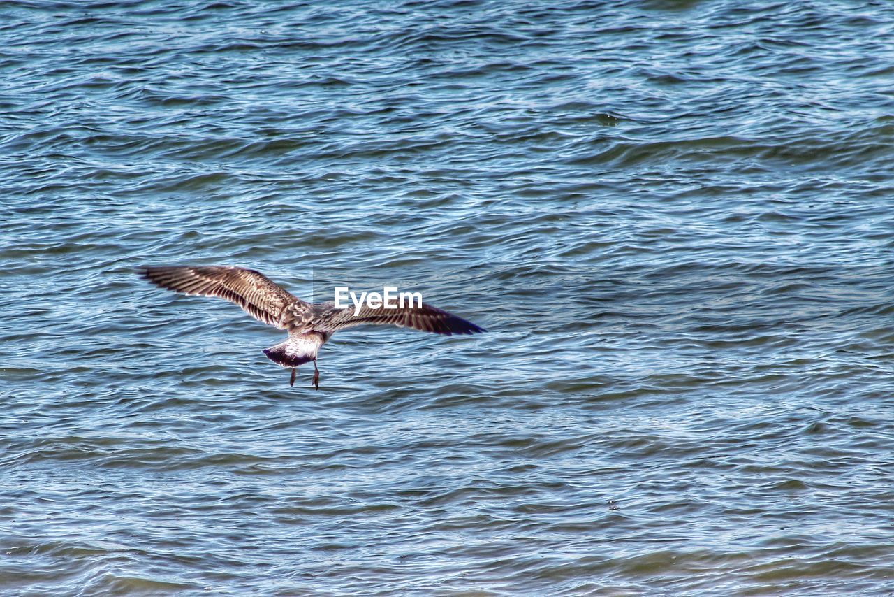 BIRD FLYING OVER LAKE AGAINST SKY