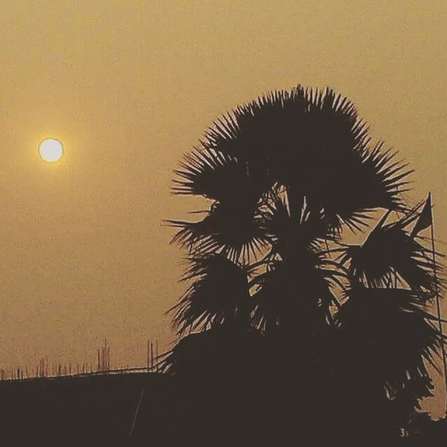 LOW ANGLE VIEW OF PALM TREES AT SUNSET